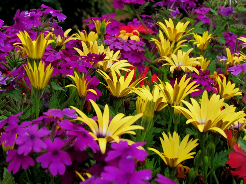 Остеоспермум или африканская ромашка: 105+ фото сортов, правила выращивания, ухода и размножения