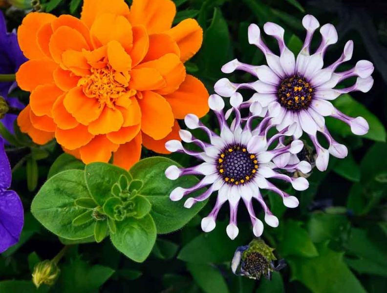 Остеоспермум или африканская ромашка: 105+ фото сортов, правила выращивания, ухода и размножения