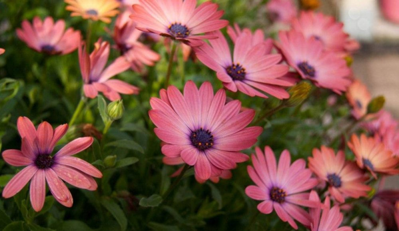 Остеоспермум или африканская ромашка: 105+ фото сортов, правила выращивания, ухода и размножения