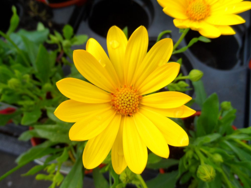 Остеоспермум или африканская ромашка: 105+ фото сортов, правила выращивания, ухода и размножения