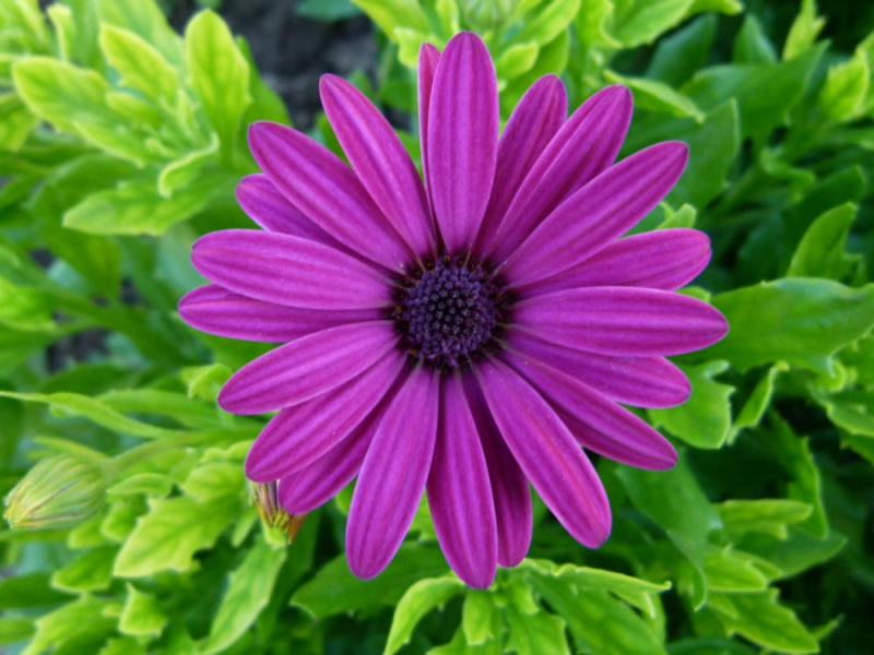 Остеоспермум или африканская ромашка: 105+ фото сортов, правила выращивания, ухода и размножения