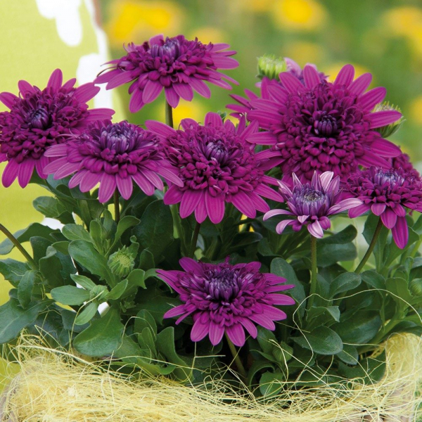 Остеоспермум или африканская ромашка: 105+ фото сортов, правила выращивания, ухода и размножения