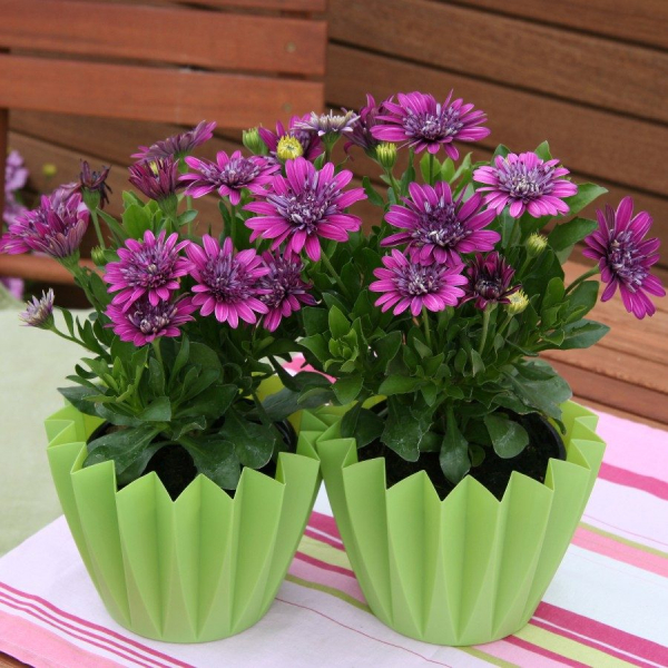 Остеоспермум или африканская ромашка: 105+ фото сортов, правила выращивания, ухода и размножения