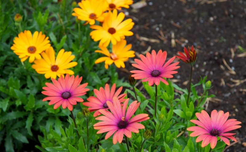 Остеоспермум или африканская ромашка: 105+ фото сортов, правила выращивания, ухода и размножения