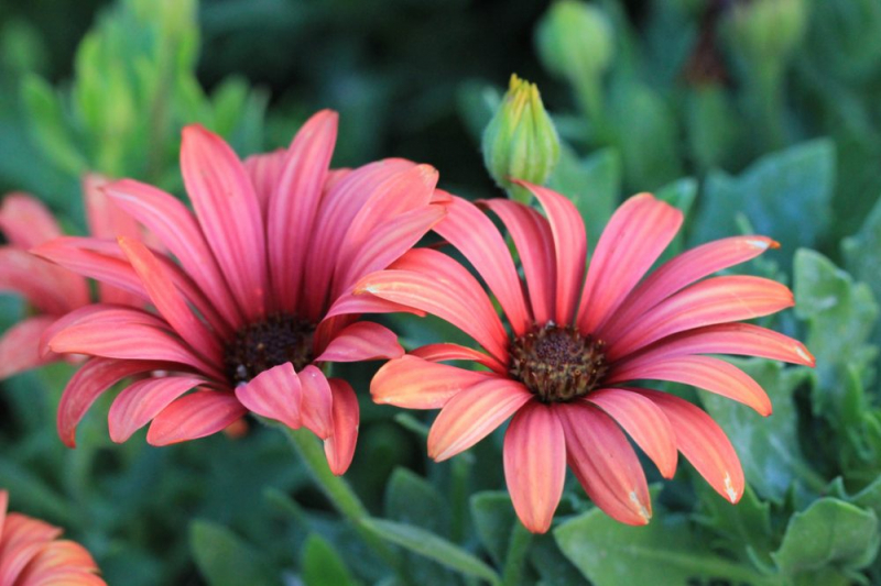 Остеоспермум или африканская ромашка: 105+ фото сортов, правила выращивания, ухода и размножения