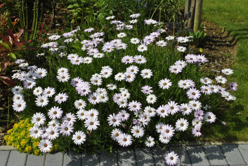 Остеоспермум или африканская ромашка: 105+ фото сортов, правила выращивания, ухода и размножения