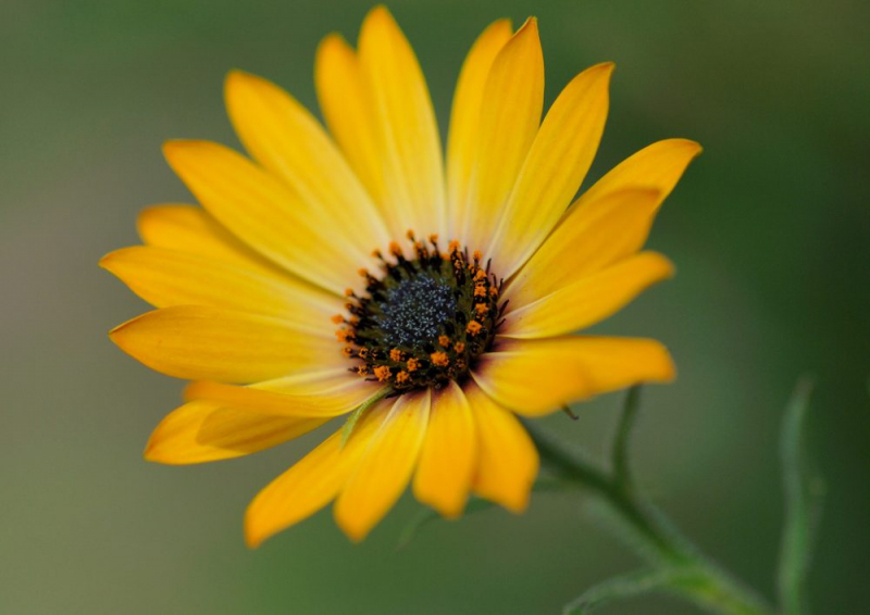 Остеоспермум или африканская ромашка: 105+ фото сортов, правила выращивания, ухода и размножения