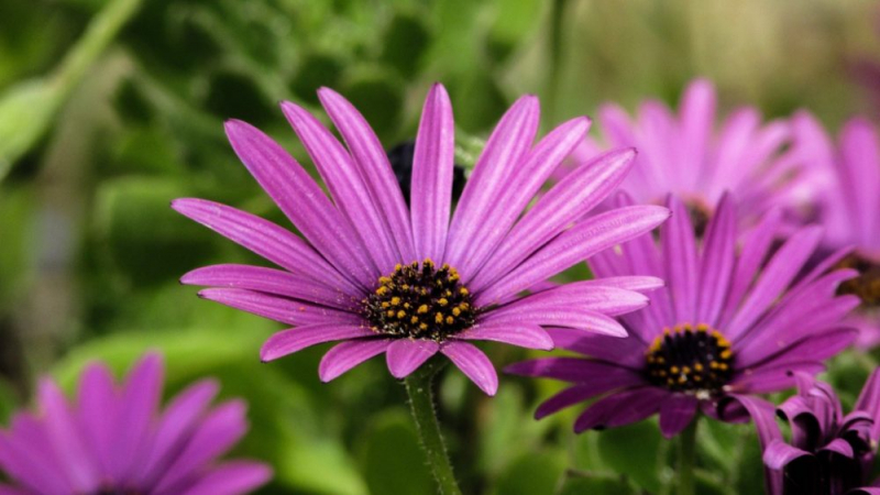 Остеоспермум или африканская ромашка: 105+ фото сортов, правила выращивания, ухода и размножения