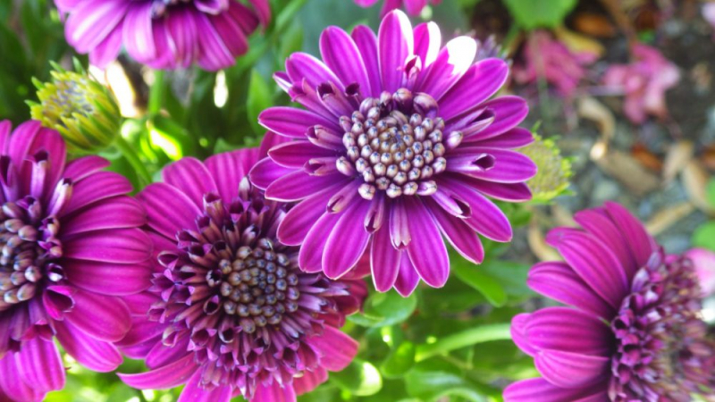 Остеоспермум или африканская ромашка: 105+ фото сортов, правила выращивания, ухода и размножения