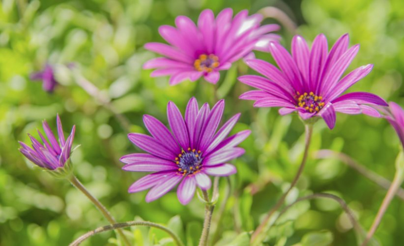 Остеоспермум или африканская ромашка: 105+ фото сортов, правила выращивания, ухода и размножения