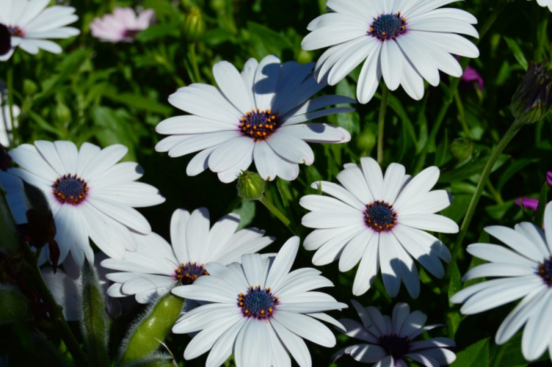 Остеоспермум или африканская ромашка: 105+ фото сортов, правила выращивания, ухода и размножения