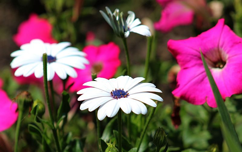 Остеоспермум или африканская ромашка: 105+ фото сортов, правила выращивания, ухода и размножения