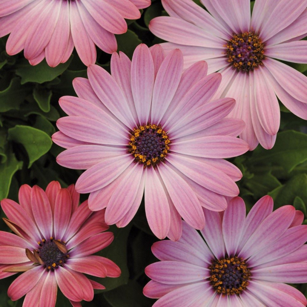 Остеоспермум или африканская ромашка: 105+ фото сортов, правила выращивания, ухода и размножения