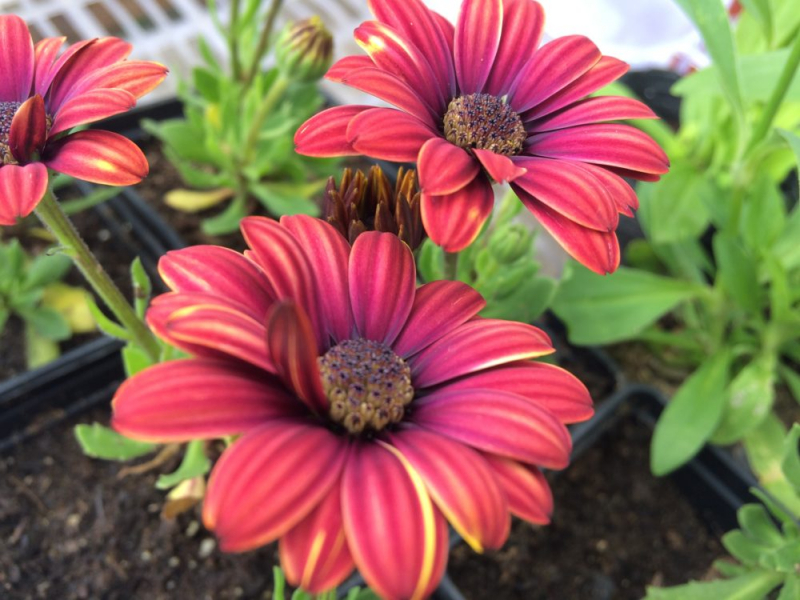 Остеоспермум или африканская ромашка: 105+ фото сортов, правила выращивания, ухода и размножения