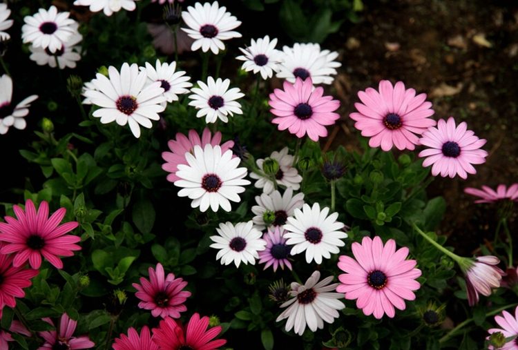 Остеоспермум или африканская ромашка: 105+ фото сортов, правила выращивания, ухода и размножения