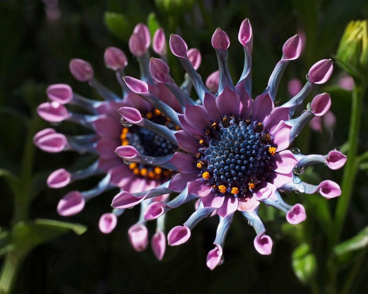 Остеоспермум или африканская ромашка: 105+ фото сортов, правила выращивания, ухода и размножения