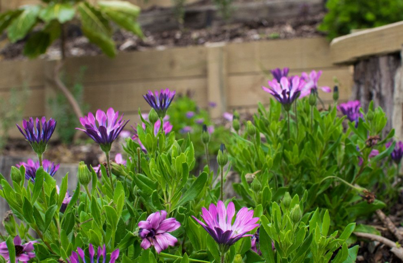 Остеоспермум или африканская ромашка: 105+ фото сортов, правила выращивания, ухода и размножения