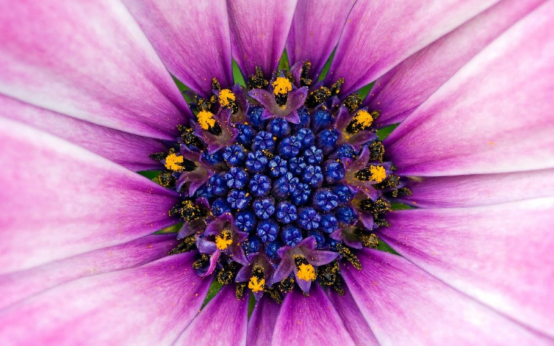 Остеоспермум или африканская ромашка: 105+ фото сортов, правила выращивания, ухода и размножения