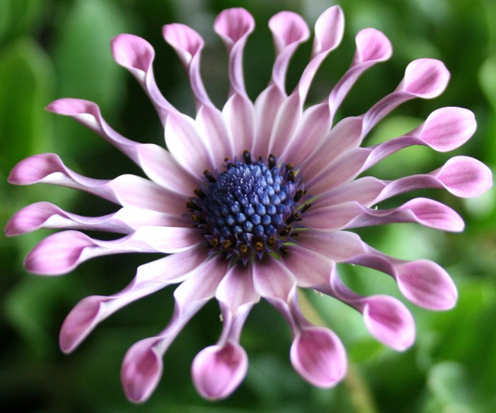 Остеоспермум или африканская ромашка: 105+ фото сортов, правила выращивания, ухода и размножения