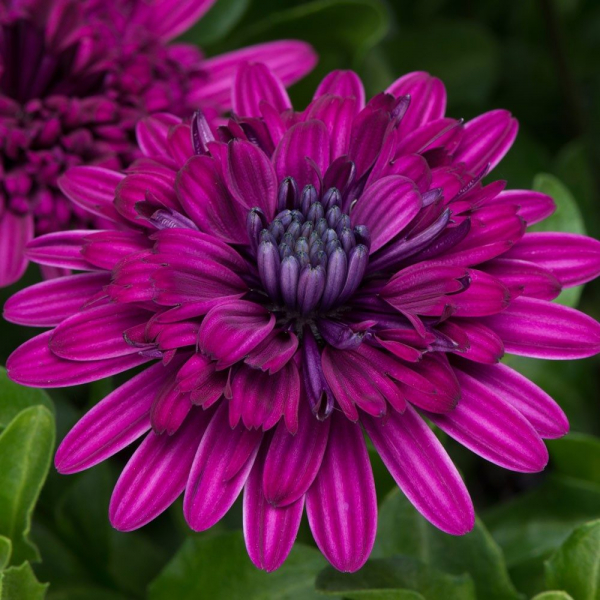 Остеоспермум или африканская ромашка: 105+ фото сортов, правила выращивания, ухода и размножения