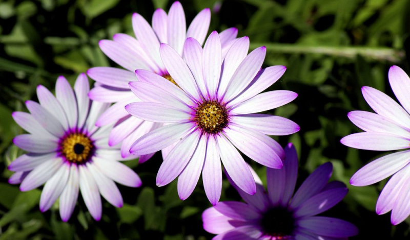 Остеоспермум или африканская ромашка: 105+ фото сортов, правила выращивания, ухода и размножения