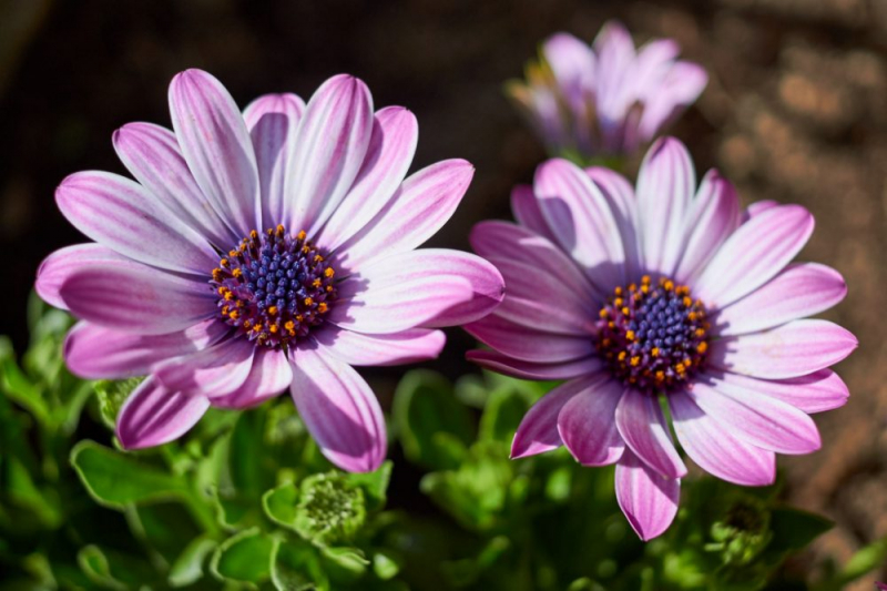 Остеоспермум или африканская ромашка: 105+ фото сортов, правила выращивания, ухода и размножения