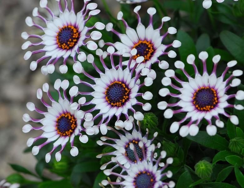 Остеоспермум или африканская ромашка: 105+ фото сортов, правила выращивания, ухода и размножения