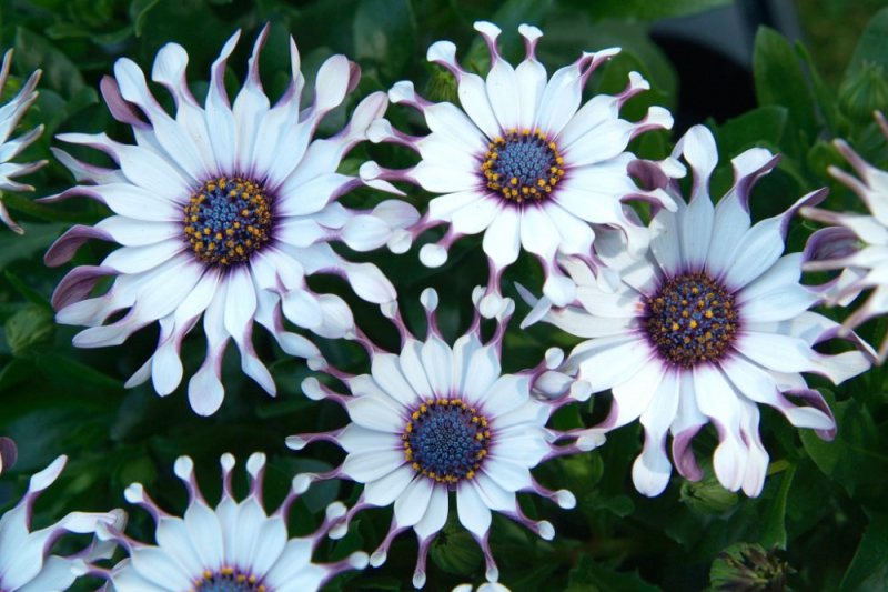 Остеоспермум или африканская ромашка: 105+ фото сортов, правила выращивания, ухода и размножения