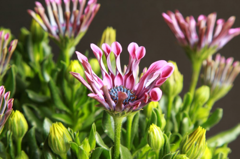 Остеоспермум или африканская ромашка: 105+ фото сортов, правила выращивания, ухода и размножения