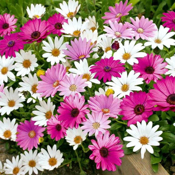 Остеоспермум или африканская ромашка: 105+ фото сортов, правила выращивания, ухода и размножения