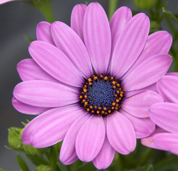 Остеоспермум или африканская ромашка: 105+ фото сортов, правила выращивания, ухода и размножения