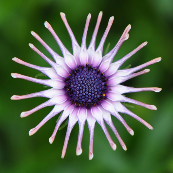 Остеоспермум или африканская ромашка: 105+ фото сортов, правила выращивания, ухода и размножения