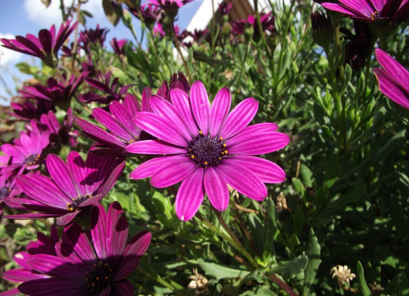 Остеоспермум или африканская ромашка: 105+ фото сортов, правила выращивания, ухода и размножения