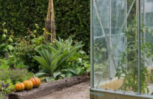 Подготовка теплицы к зиме: важные этапы обработки парника