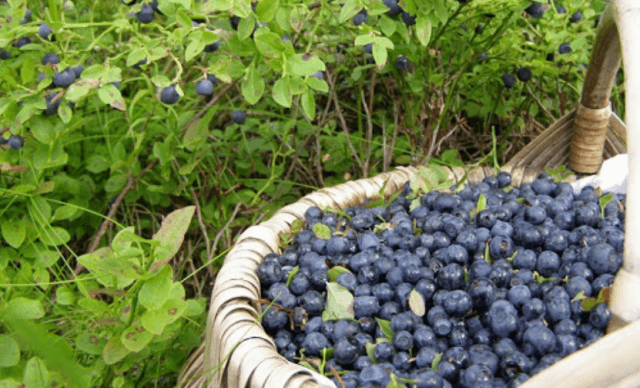 Польза и вред черники для здоровья женщины и мужчины
