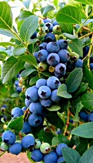 Польза и вред черники для здоровья женщины и мужчины