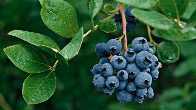 Польза и вред черники для здоровья женщины и мужчины