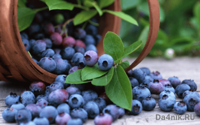 Польза и вред черники для здоровья женщины и мужчины