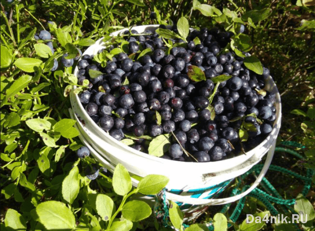 Польза и вред черники для здоровья женщины и мужчины