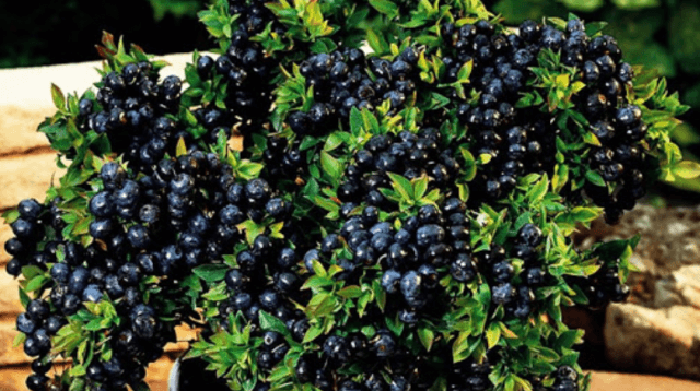 Польза и вред черники для здоровья женщины и мужчины