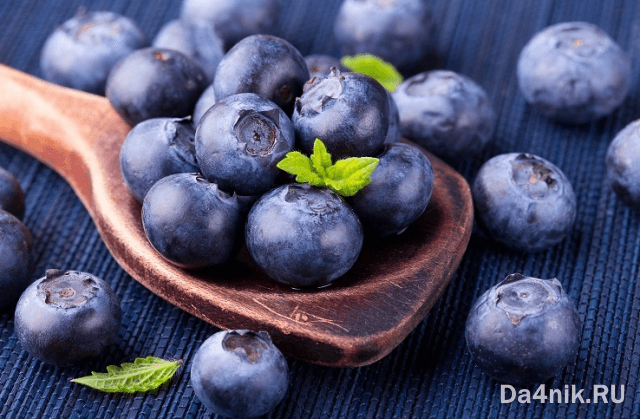 Польза и вред черники для здоровья женщины и мужчины