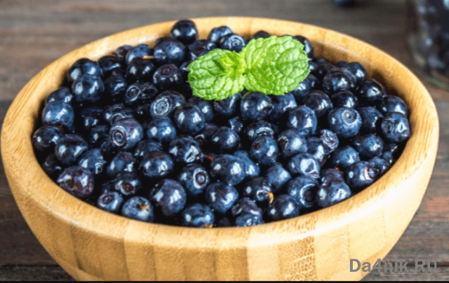 Польза и вред черники для здоровья женщины и мужчины