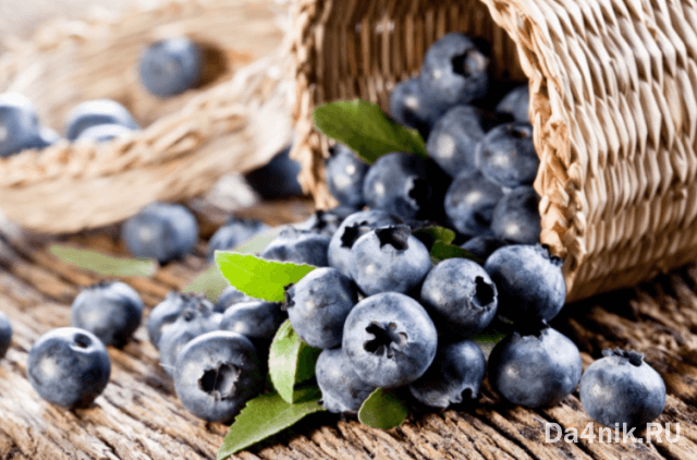 Польза и вред черники для здоровья женщины и мужчины