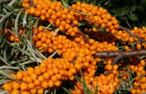 Польза и вред облепихи для здоровья человека