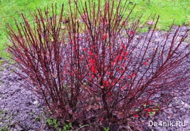 Правила обрезки и формирования кроны барбариса