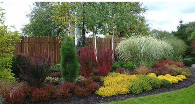 Правила обрезки и формирования кроны барбариса