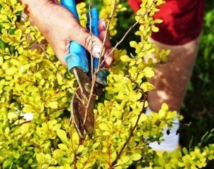 Правила обрезки и формирования кроны барбариса