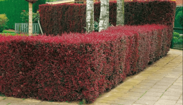 Правила обрезки и формирования кроны барбариса