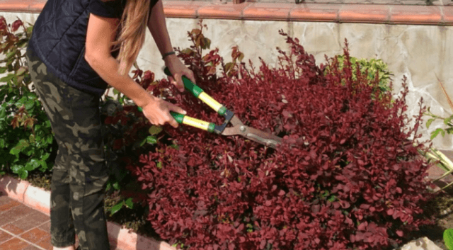 Правила обрезки и формирования кроны барбариса