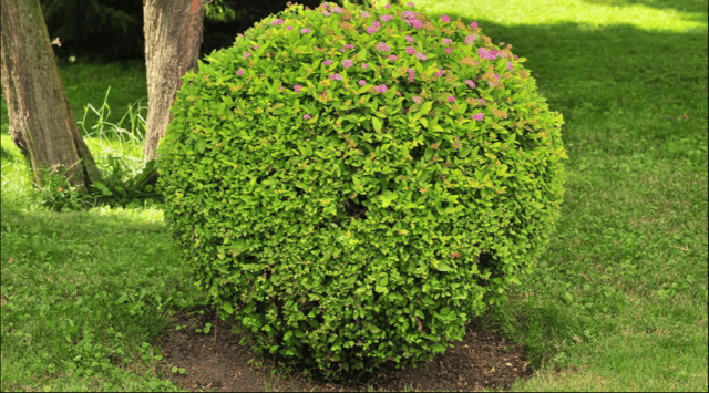 Правила обрезки и формирования кроны барбариса